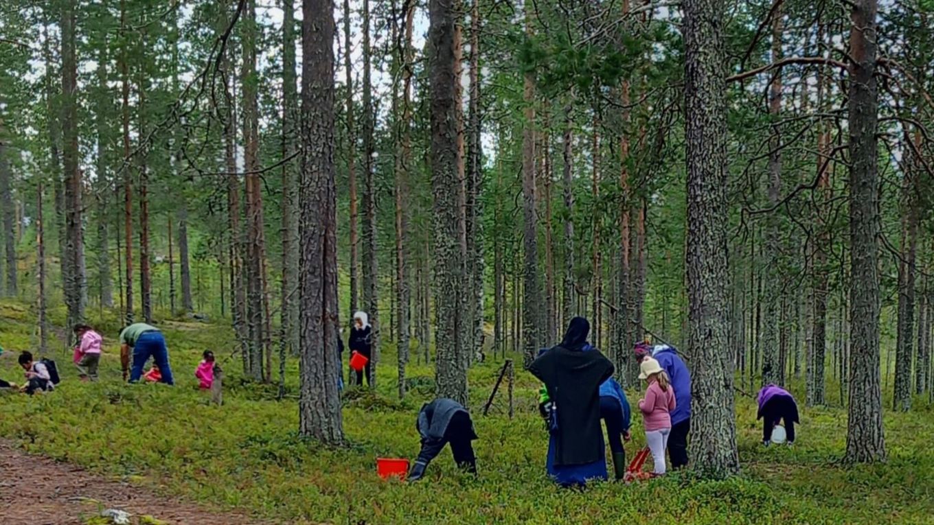 Syksyisessä mäntymetsässä useita ihmisiä poimii marjoja.