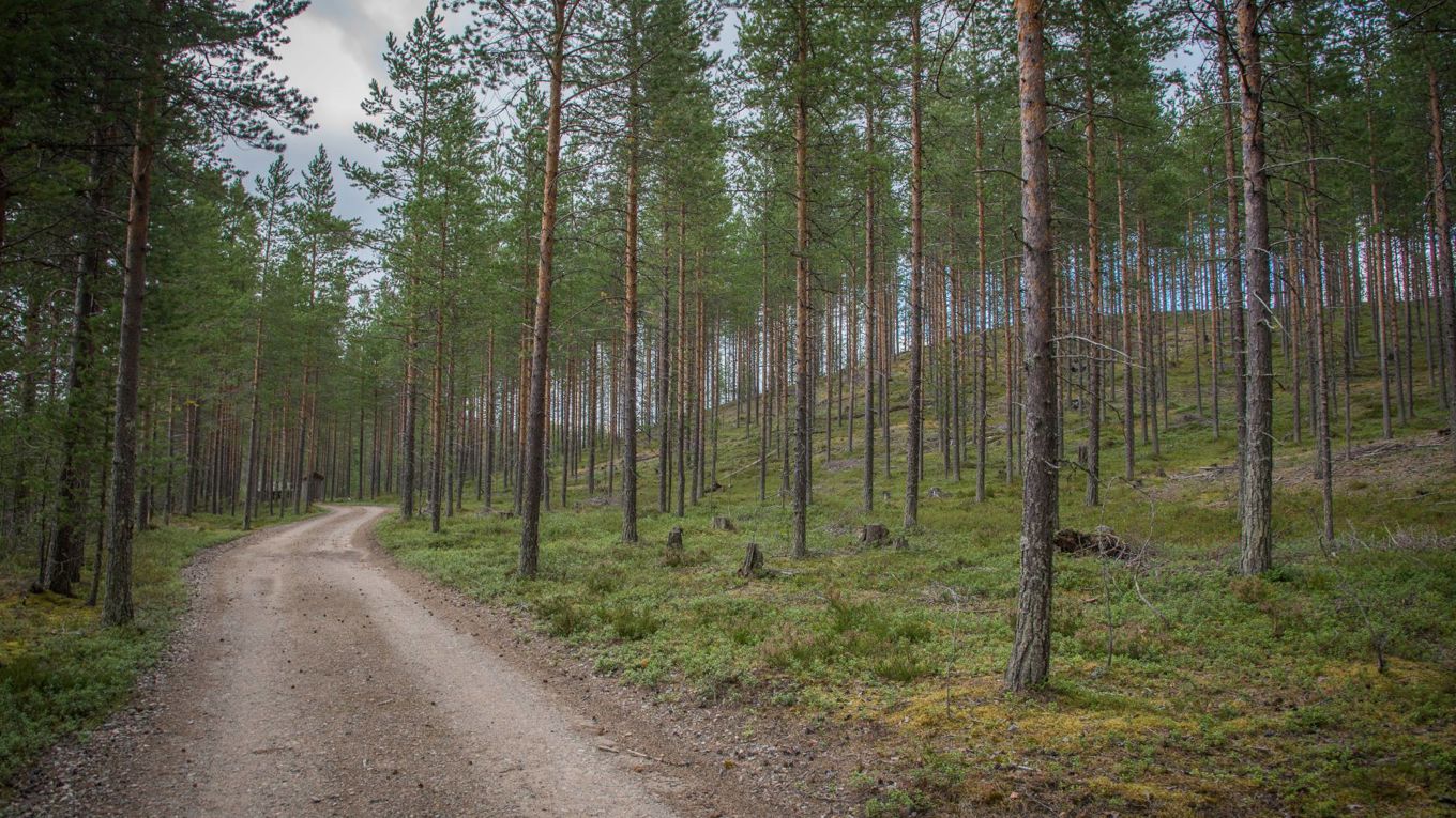 Kapea soratie mäntymetsän keskellä.